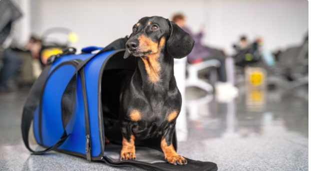 More Airlines Are Allowing Dogs and Cats in the Cabin as Demand for Pet Travel Continues to Grow screenshot 2026 06 09 143007