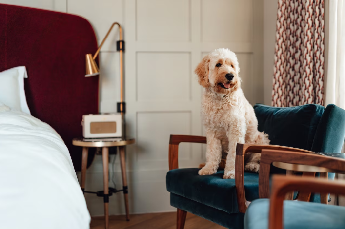 Travelling With Your Dog or Cat Has Never Been Easier β Here's Everything You Need to Know dsae