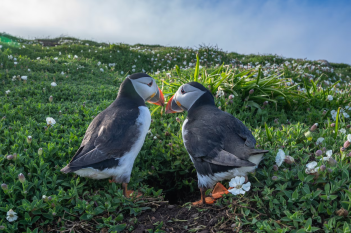 Atlantic Puffins Are Returning to Shore β Here Is Everything You Need to Know About This Spectacular Spring Migration grwe